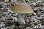 Haagbeukboleet (Leccinum griseum)