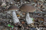 Haagbeukboleet (Leccinum griseum)