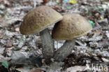 Haagbeukboleet (Leccinum griseum)