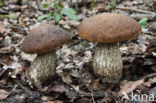 Leccinum griseum