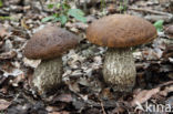 Haagbeukboleet (Leccinum griseum)