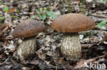 Haagbeukboleet (Leccinum griseum)