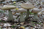 Haagbeukboleet (Leccinum griseum)