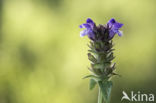 Selfheal (Prunella vulgaris)