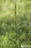 Gewone agrimonie (Agrimonia eupatoria)