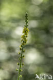 Gewone agrimonie (Agrimonia eupatoria)