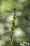 Agrimony (Agrimonia eupatoria)