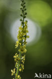 Gewone agrimonie (Agrimonia eupatoria)