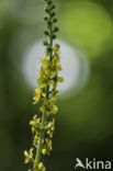 Agrimony (Agrimonia eupatoria)