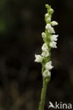 Creeping Lady s-tresses (Goodyera repens)