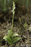 Creeping Lady s-tresses (Goodyera repens)