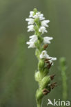 Creeping Lady s-tresses (Goodyera repens)