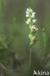 Creeping Lady s-tresses (Goodyera repens)