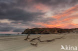 Wharariki Beach