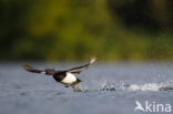 Tufted Duck (Aythya fuligula)