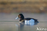 Tufted Duck (Aythya fuligula)