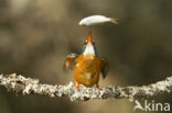 IJsvogel (Alcedo atthis)