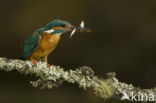 IJsvogel (Alcedo atthis)