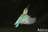 IJsvogel (Alcedo atthis)