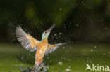 Kingfisher (Alcedo atthis)