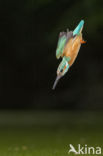 Kingfisher (Alcedo atthis)