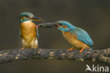 IJsvogel (Alcedo atthis)