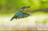 Kingfisher (Alcedo atthis)