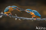 IJsvogel (Alcedo atthis)