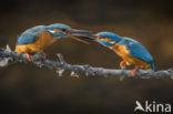 Kingfisher (Alcedo atthis)