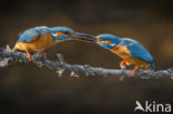 IJsvogel (Alcedo atthis)