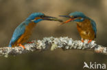 IJsvogel (Alcedo atthis)