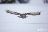 Great Grey Owl (Strix nebulosa)