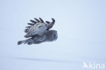 Great Grey Owl (Strix nebulosa)