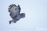 Laplanduil (Strix nebulosa)