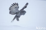 Great Grey Owl (Strix nebulosa)