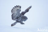 Great Grey Owl (Strix nebulosa)