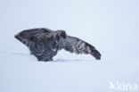 Great Grey Owl (Strix nebulosa)