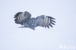 Great Grey Owl (Strix nebulosa)