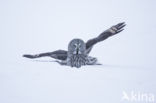 Great Grey Owl (Strix nebulosa)