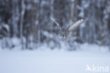 Great Grey Owl (Strix nebulosa)