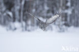 Great Grey Owl (Strix nebulosa)