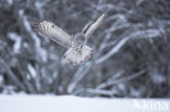 Laplanduil (Strix nebulosa)