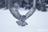 Great Grey Owl (Strix nebulosa)