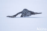 Great Grey Owl (Strix nebulosa)