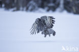 Great Grey Owl (Strix nebulosa)