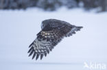 Great Grey Owl (Strix nebulosa)