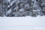 Great Grey Owl (Strix nebulosa)