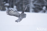 Great Grey Owl (Strix nebulosa)