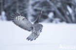 Laplanduil (Strix nebulosa)