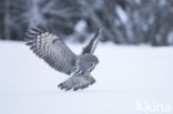 Great Grey Owl (Strix nebulosa)